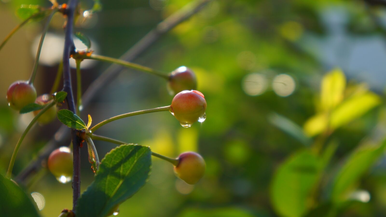 Sony Alpha a3000 + Sony E 18-55mm F3.5-5.6 OSS sample photo. Nature, plants, ripening photography