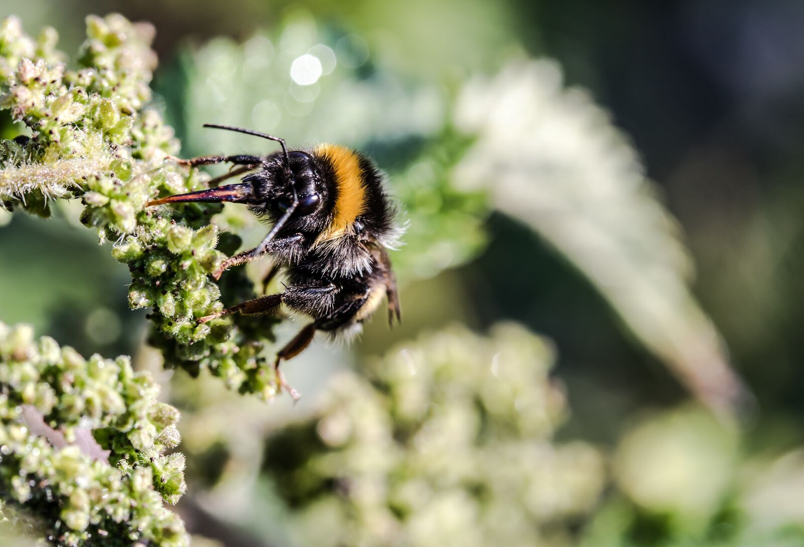Canon EF-S 60mm F2.8 Macro USM sample photo. Meadow hummel, bombus pratorum photography