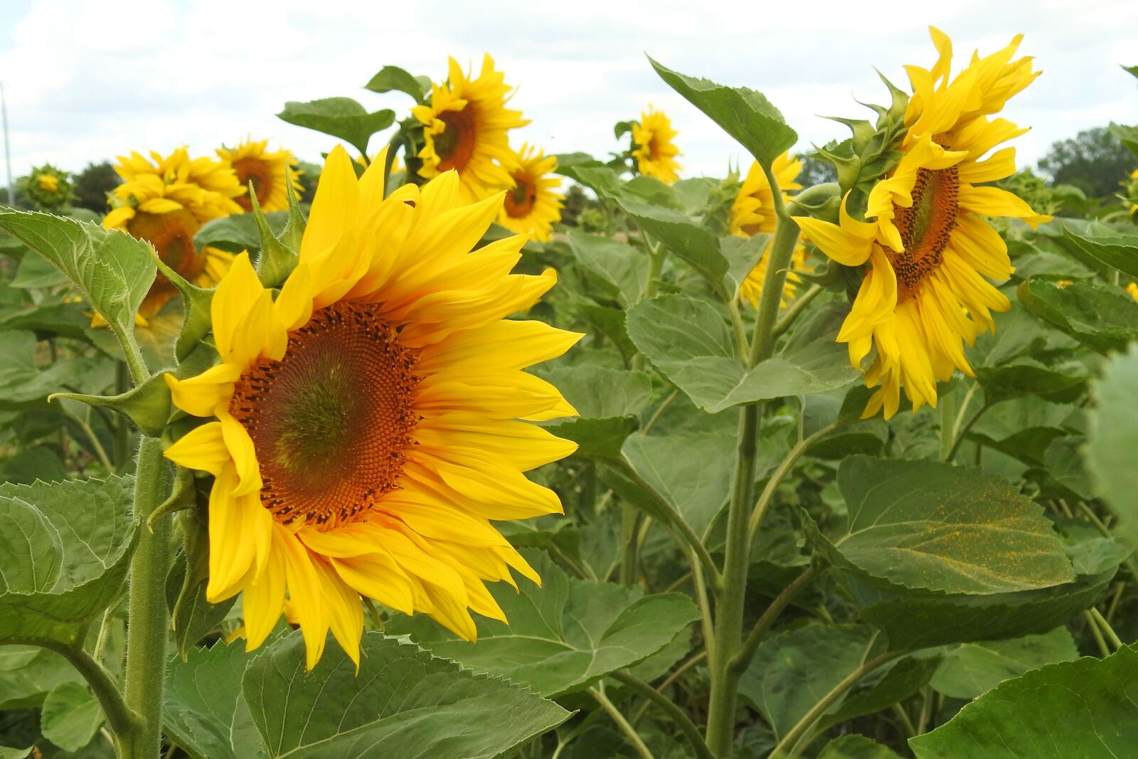 Nikon Coolpix P900 sample photo. Sunflower, blossom, bloom photography