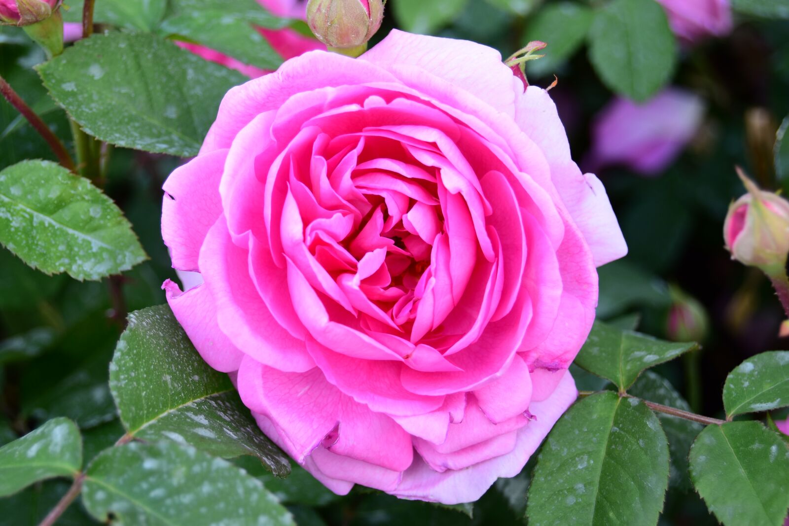 Nikon D5600 sample photo. Rose, pimples rose, pink photography