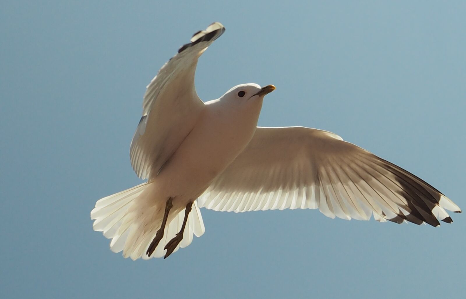 Olympus OM-D E-M10 sample photo. Seagull, bird, water bird photography