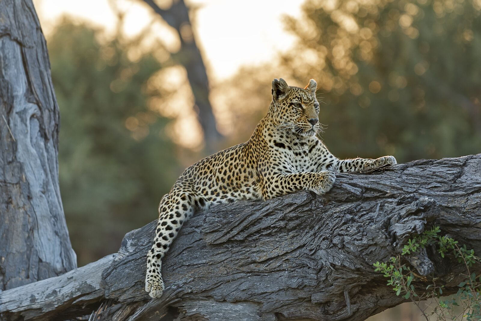Nikon D5 sample photo. Leopard, okavango, botswana photography