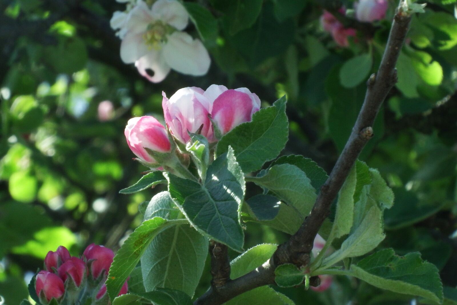 Fujifilm FinePix S1 sample photo. Flowers, tree, apple tree photography