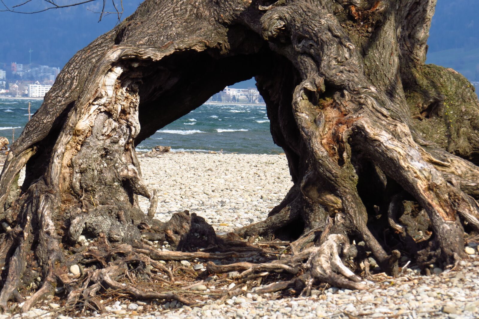 Canon PowerShot SX50 HS sample photo. Tree, water, lake constance photography