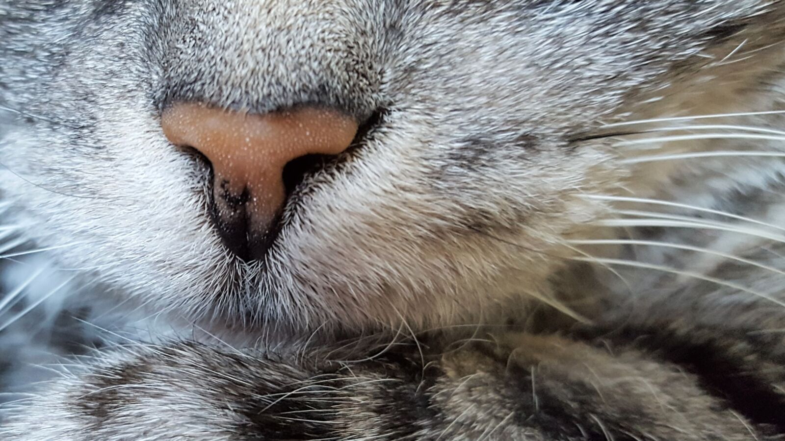 Samsung GALAXY S6 edge sample photo. Cat nose, whiskers, grey photography