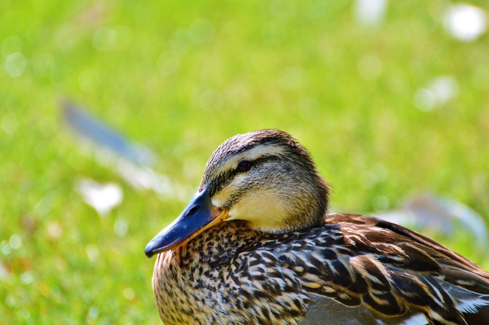 Nikon D3200 sample photo. Ducks, waterfowl, mallard photography