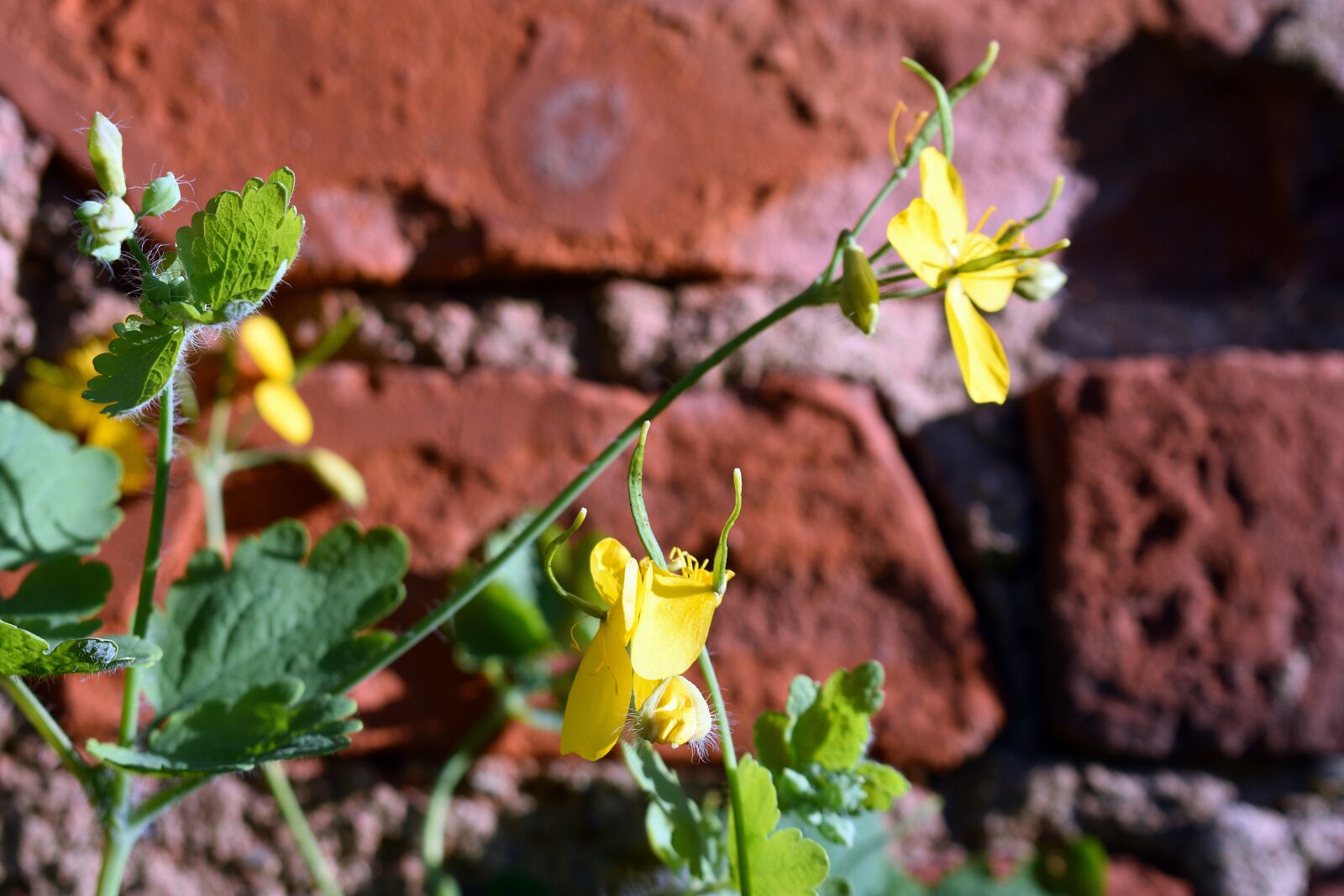 Nikon D3400 sample photo. Spring, flowers, beauty photography