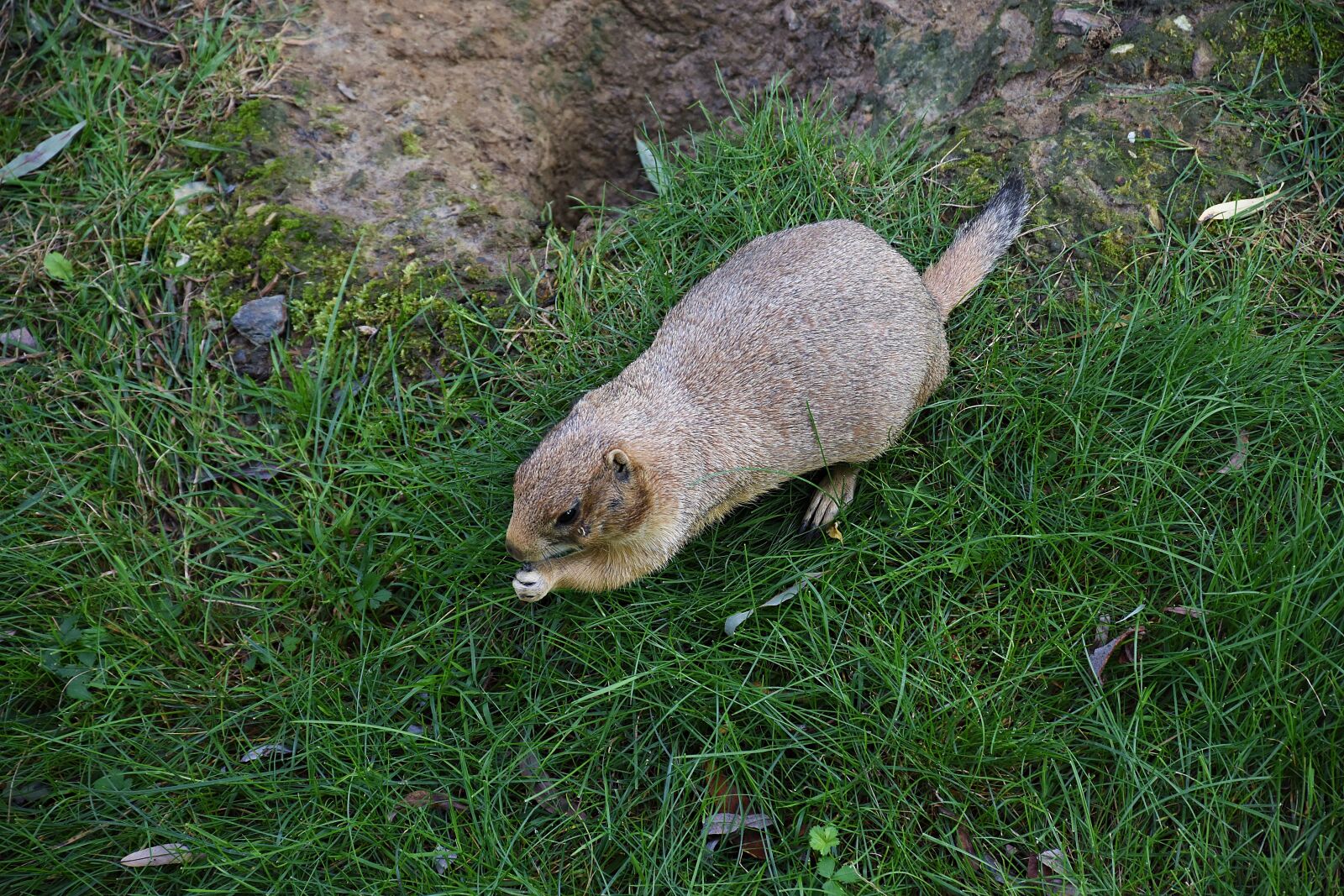 Nikon D3400 sample photo. Prairie dog, zoo, animal photography