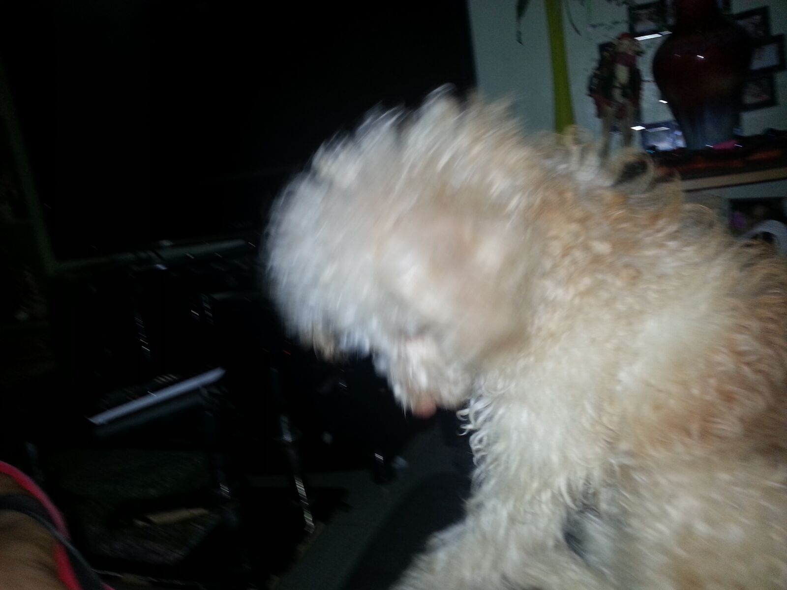 Samsung Galaxy S3 sample photo. Puppy, dog, pet photography