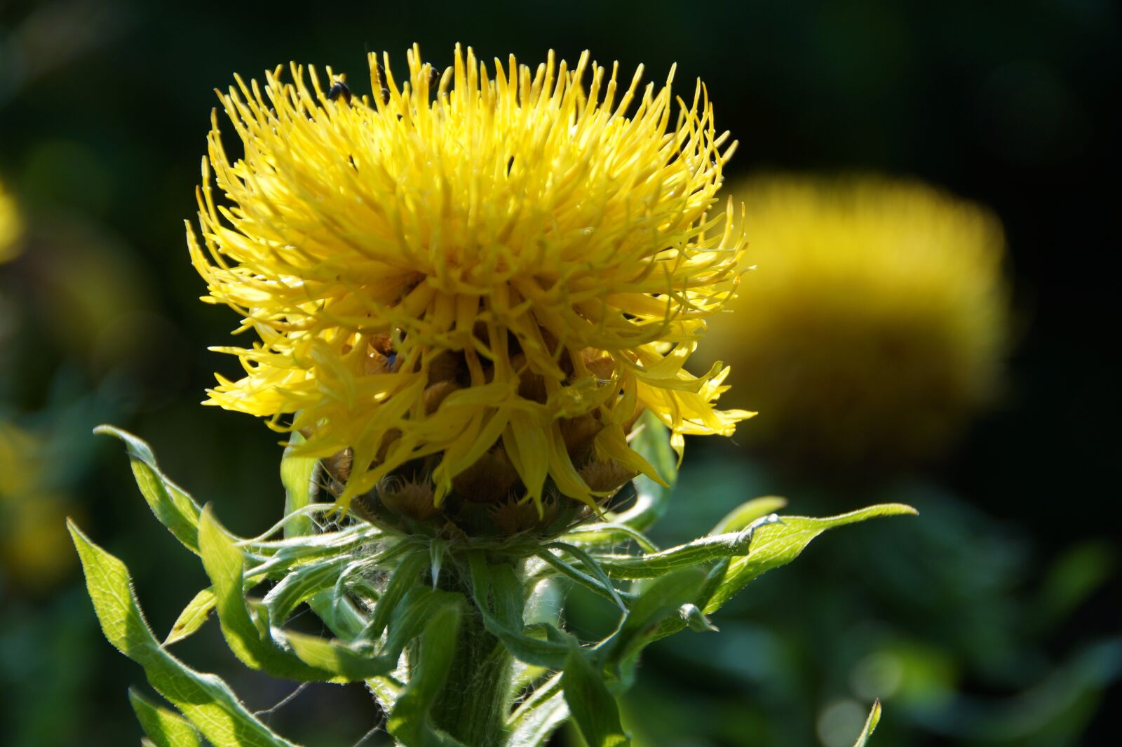 Sony SLT-A58 sample photo. Cornflower, yellow, thistle photography