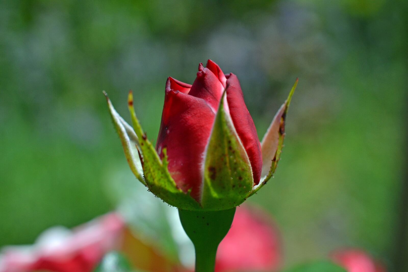 Nikon D3100 sample photo. Rose, bud, red photography