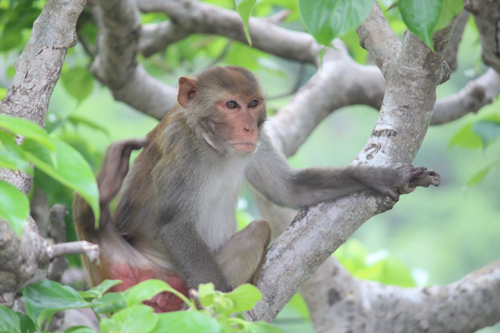 Canon EOS 1200D (EOS Rebel T5 / EOS Kiss X70 / EOS Hi) sample photo. Monkey, alone, looking photography