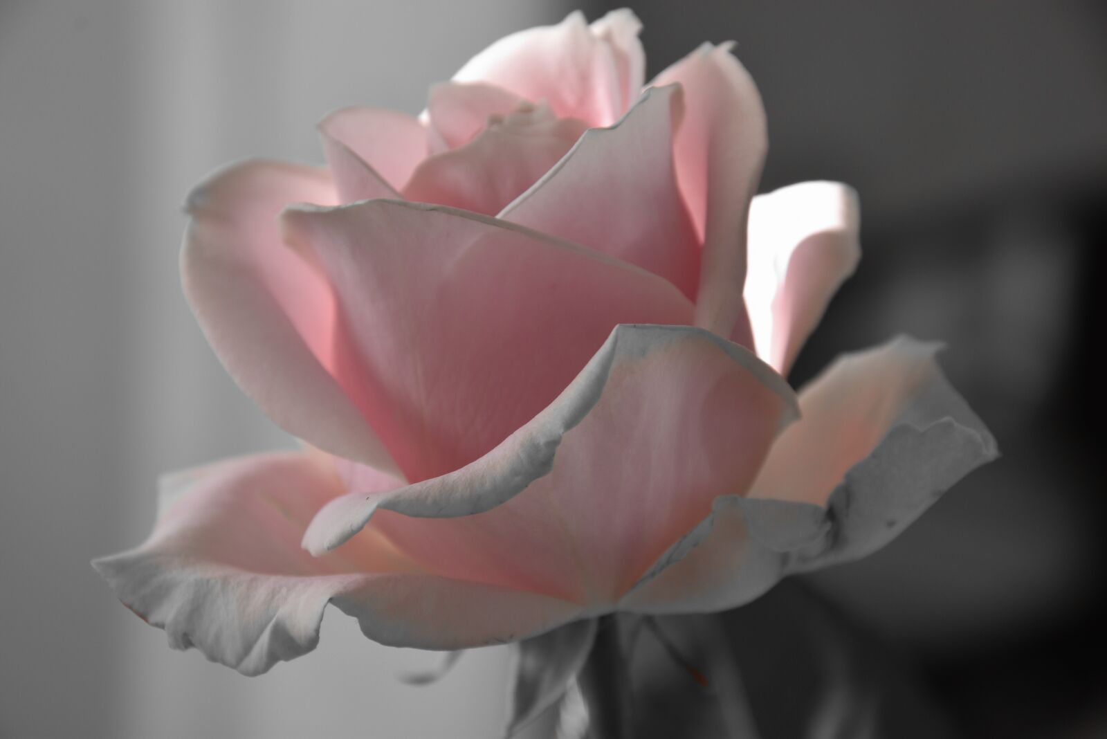 Nikon D7200 sample photo. Rose, pink, love photography