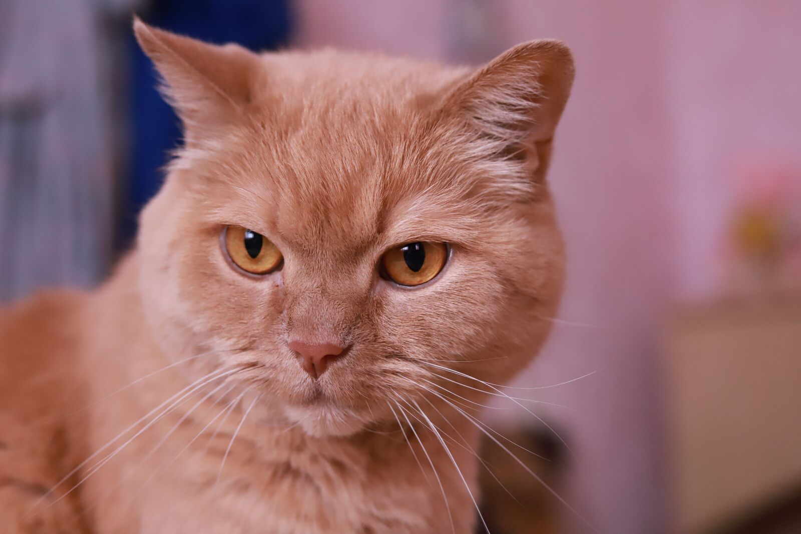 Canon EOS 6D Mark II sample photo. Cat, portrait, animals photography