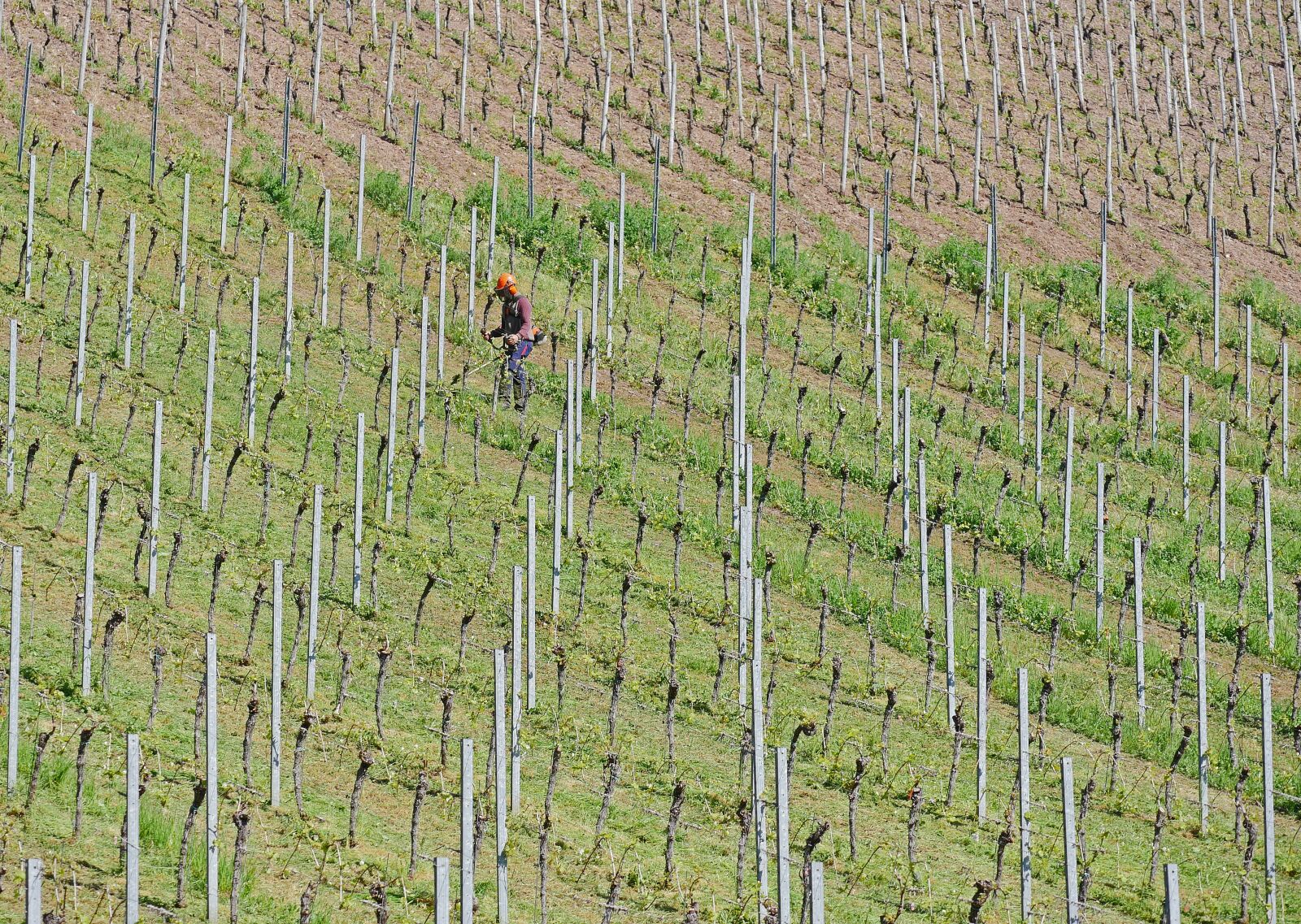 Panasonic Lumix DMC-GX8 sample photo. Work in the vineyard photography