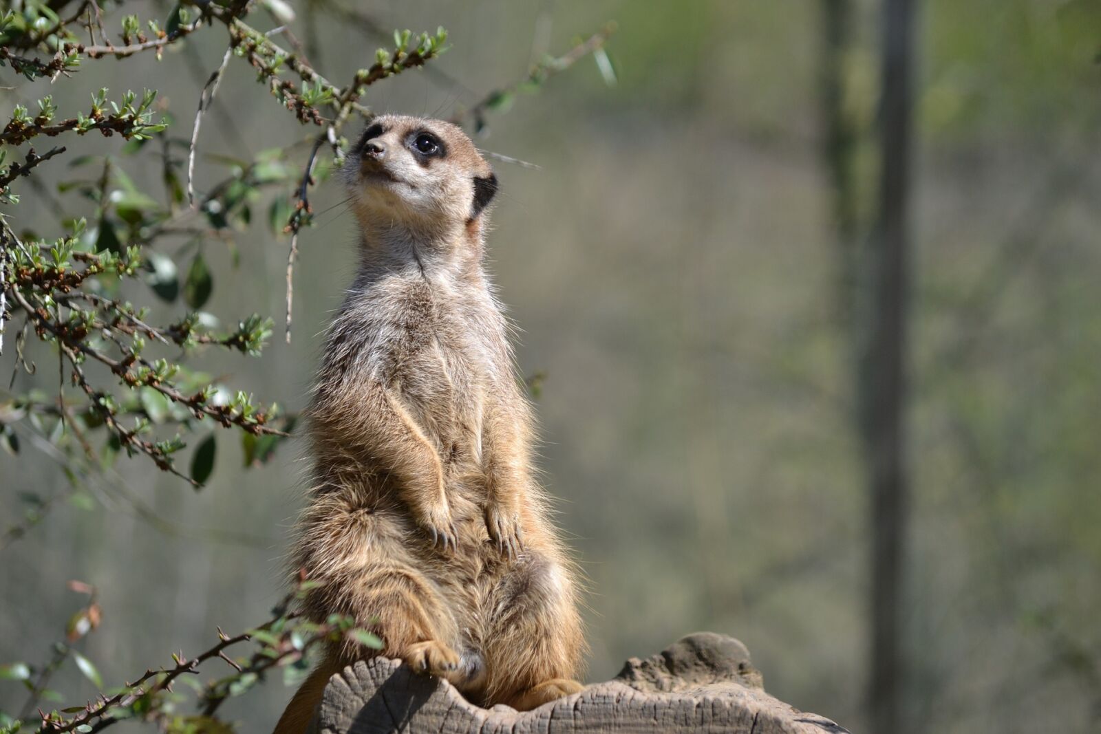 Nikon D3100 sample photo. Animal, close, up, view photography