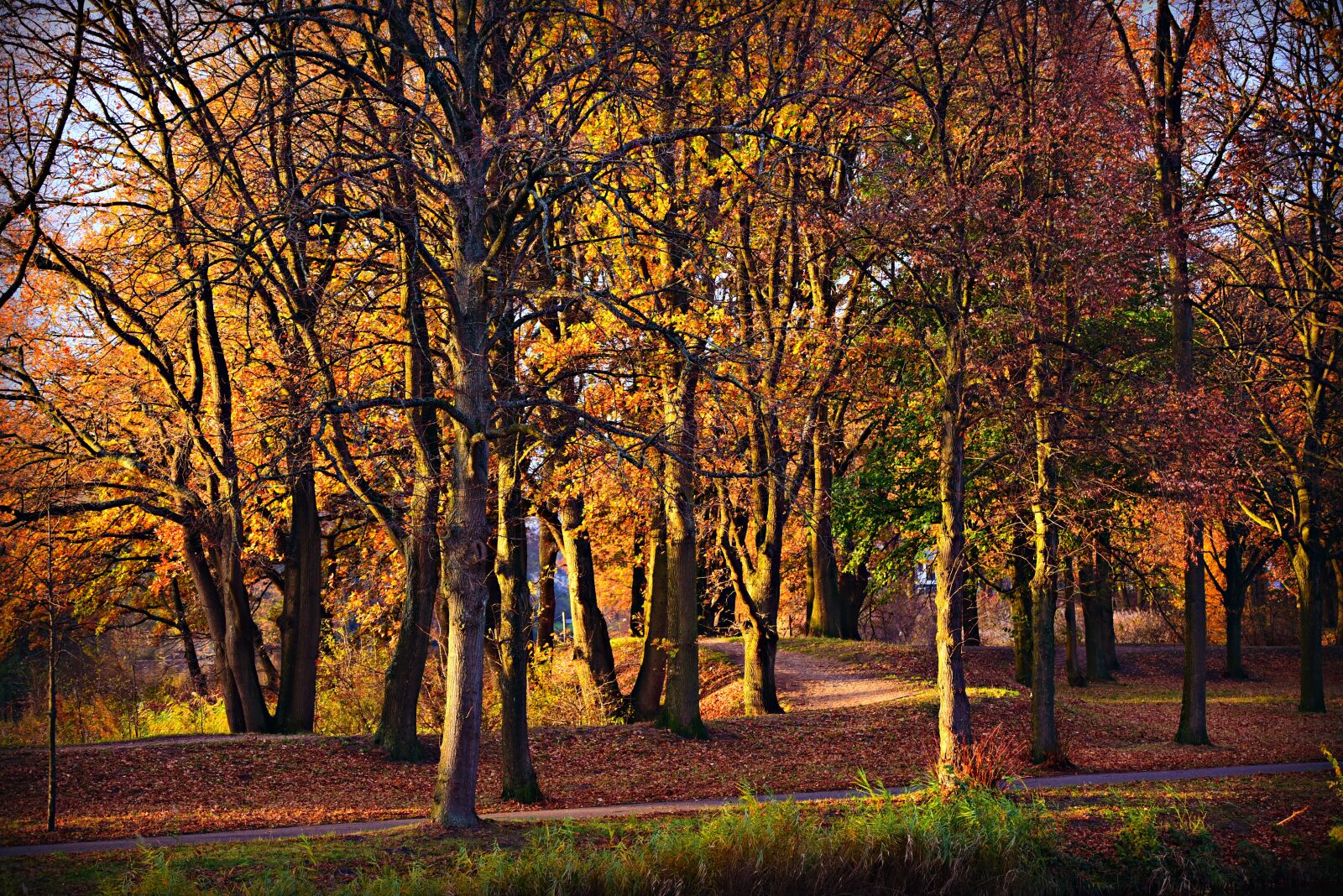 Nikon D750 sample photo. Forest, tree, park photography