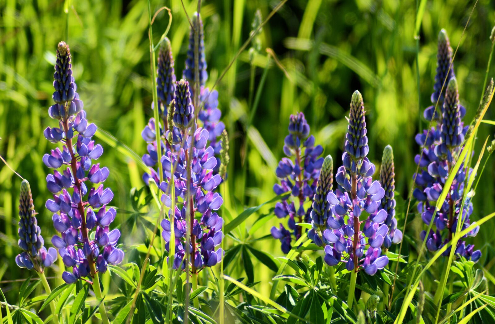 Nikon D7100 sample photo. Flower, nature, summer photography