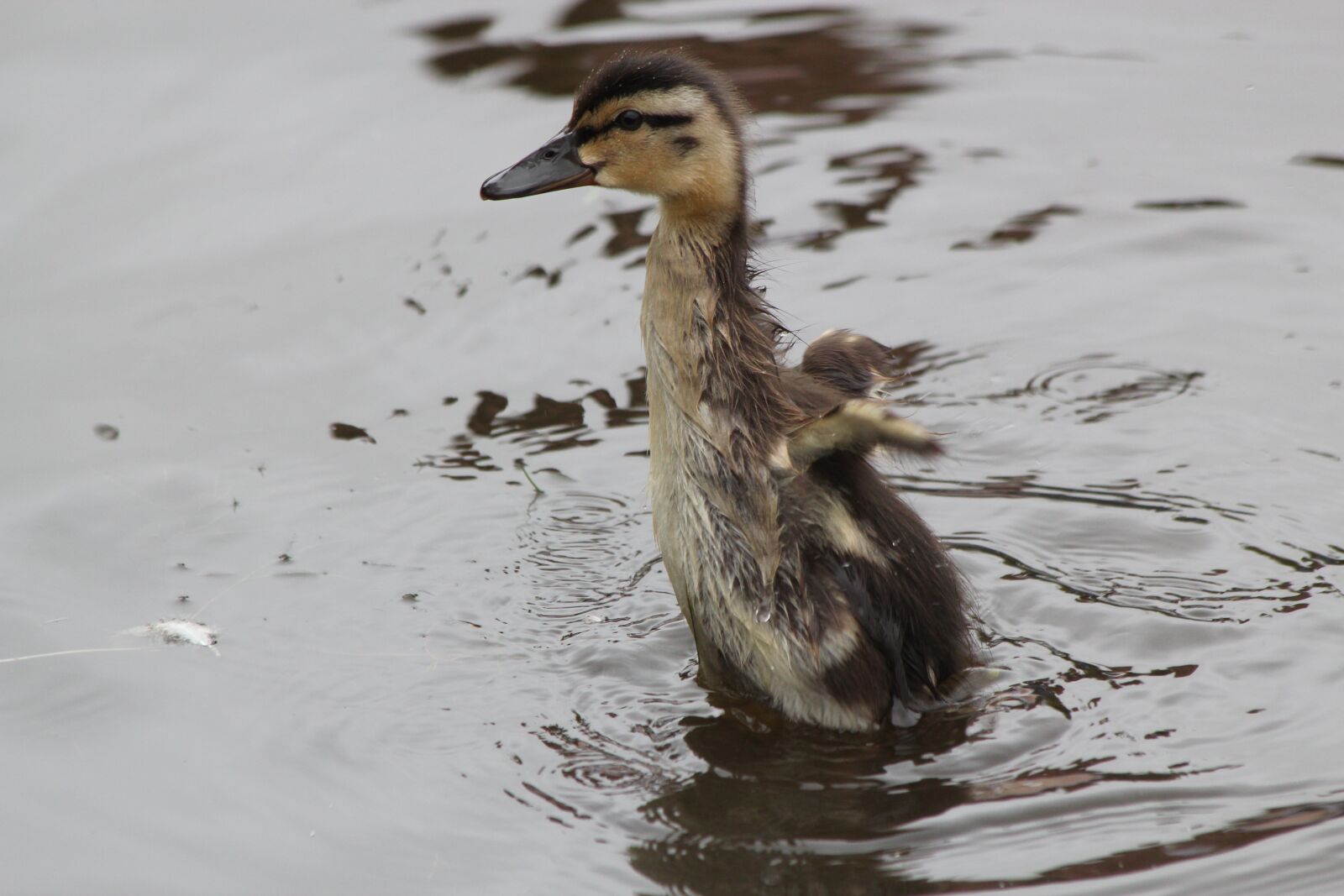 Canon EOS 550D (EOS Rebel T2i / EOS Kiss X4) sample photo. Duckling, water, walking photography