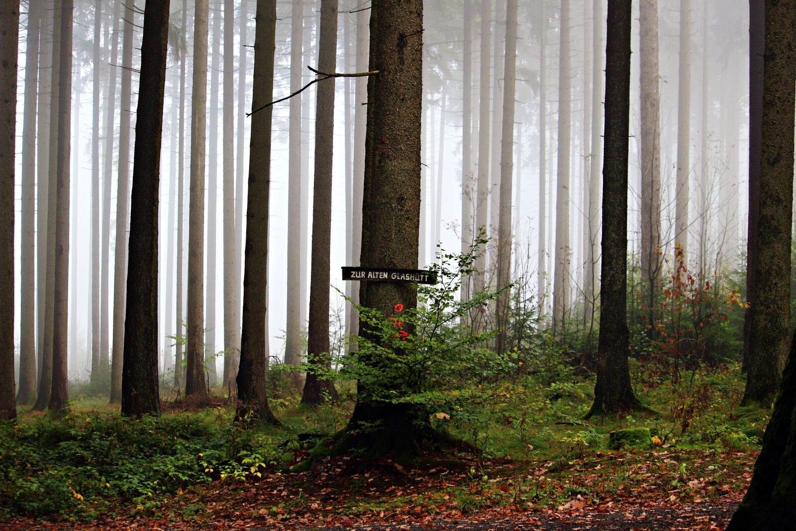 Canon EOS 100D (EOS Rebel SL1 / EOS Kiss X7) sample photo. Forest, away, forest path photography