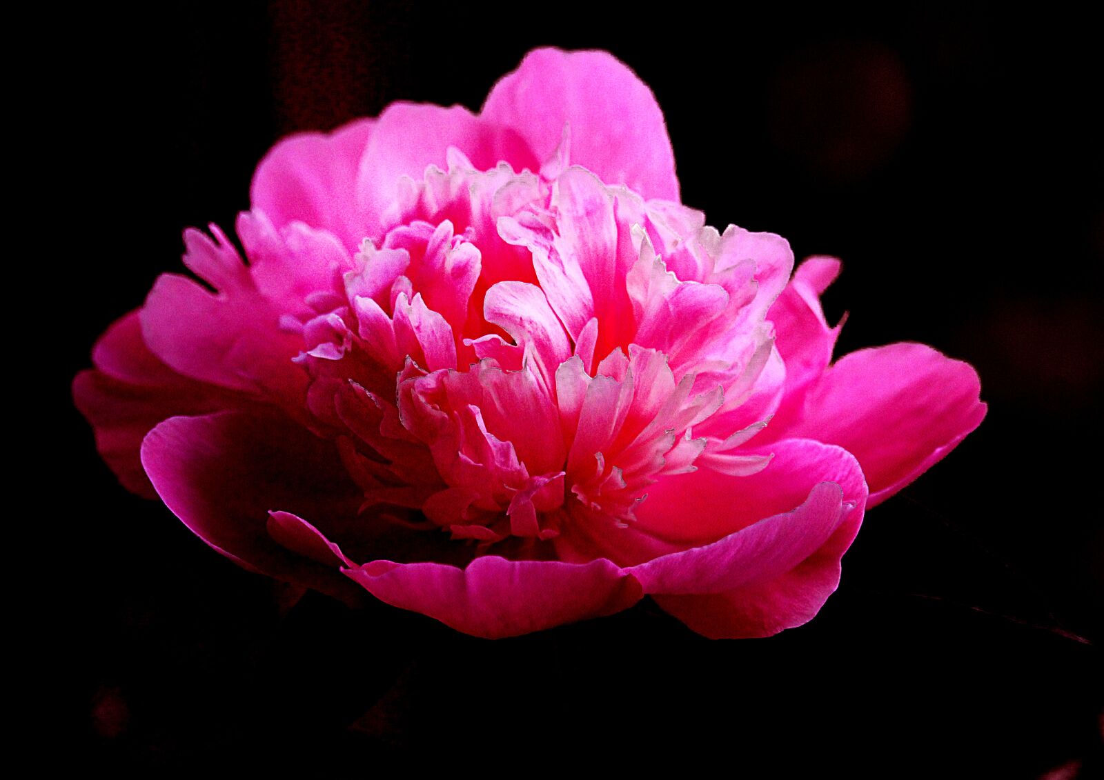 Canon EOS 1200D (EOS Rebel T5 / EOS Kiss X70 / EOS Hi) sample photo. Peony, flower, bloom photography