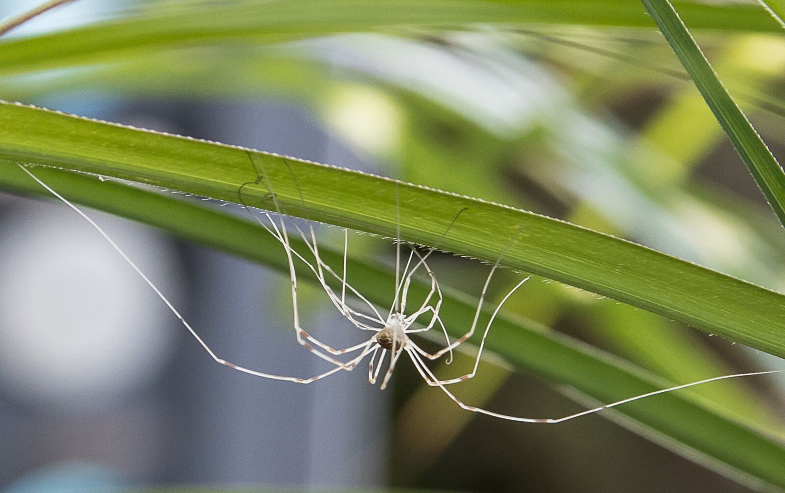 Canon EOS 80D sample photo. Spider, insect, nature photography