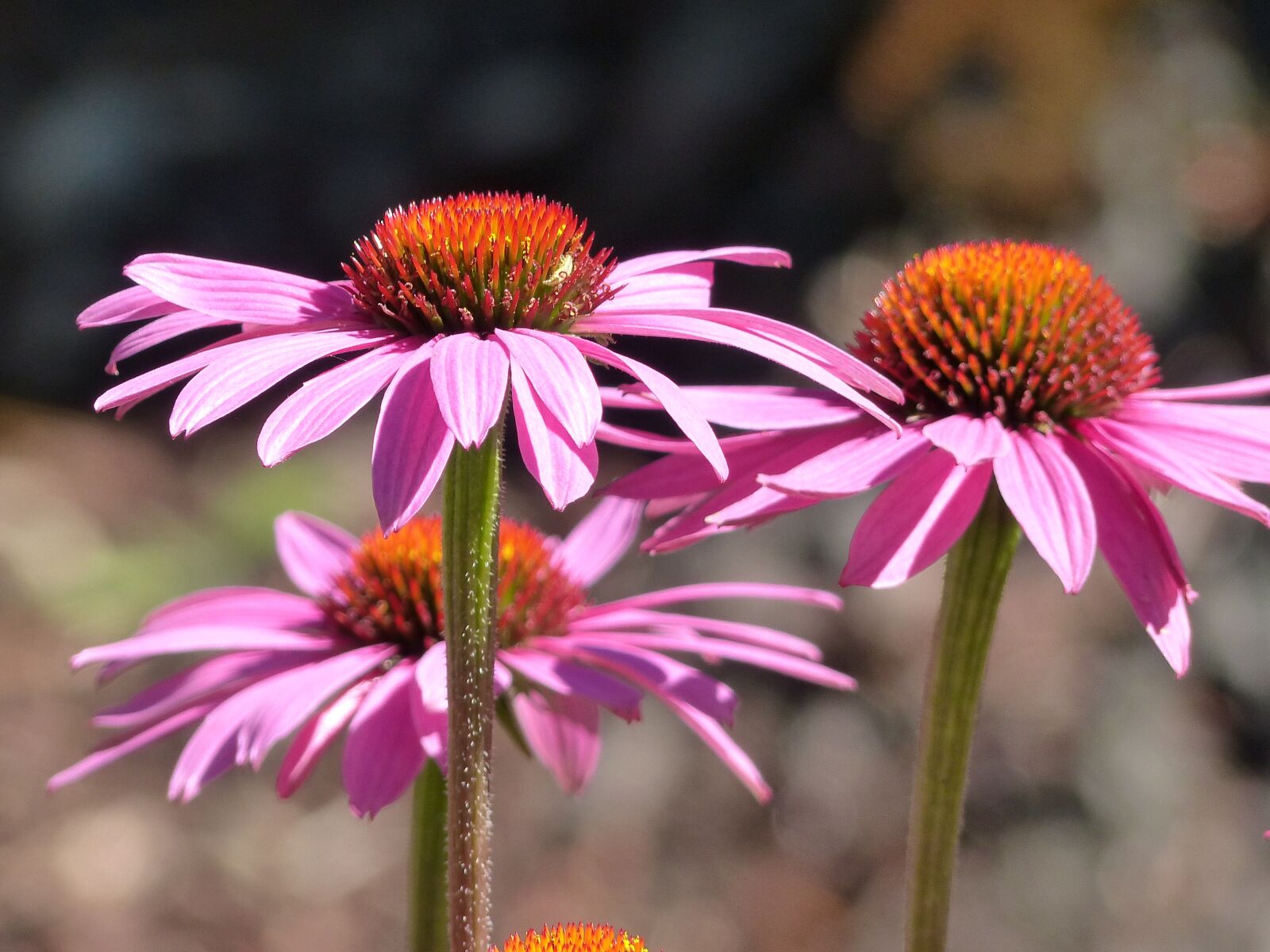 Panasonic Lumix DMC-FZ200 sample photo. Cone flower, echinacea, pink photography