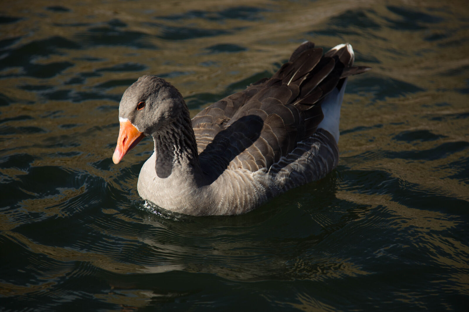 Canon EOS 5D Mark III sample photo. Duck photography