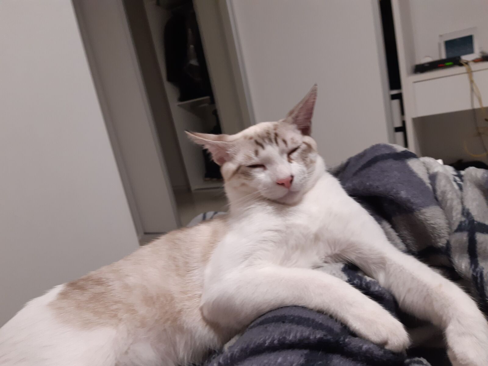 Samsung Galaxy A30 sample photo. Cat, sleeping, feline photography