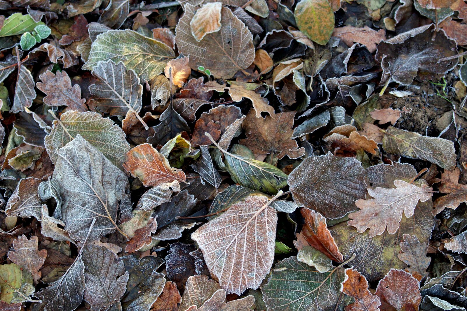 Canon EOS 700D (EOS Rebel T5i / EOS Kiss X7i) sample photo. Frost, leaves, cold photography