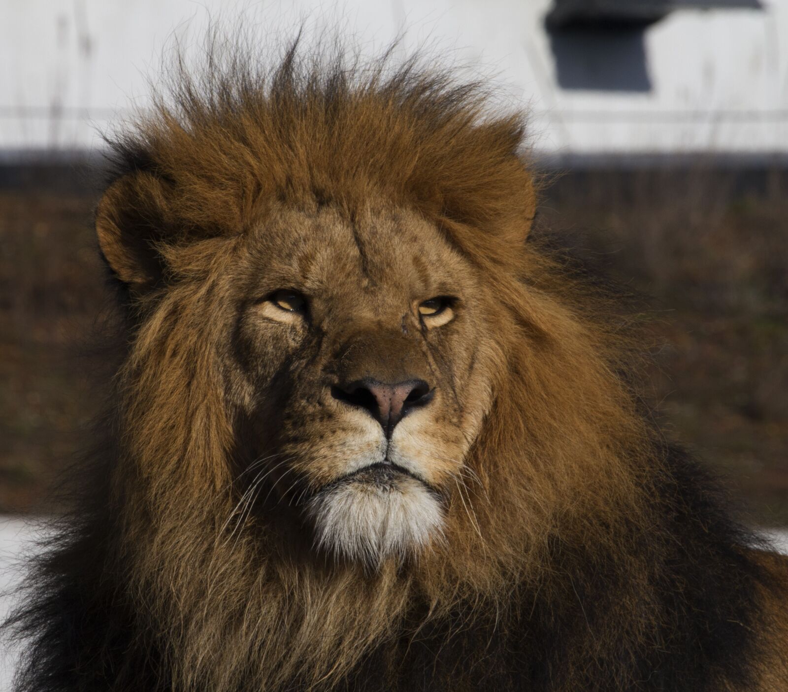 Canon EOS 7D + Canon EF 70-300mm F4-5.6L IS USM sample photo. Lion, cat, wildlife photography
