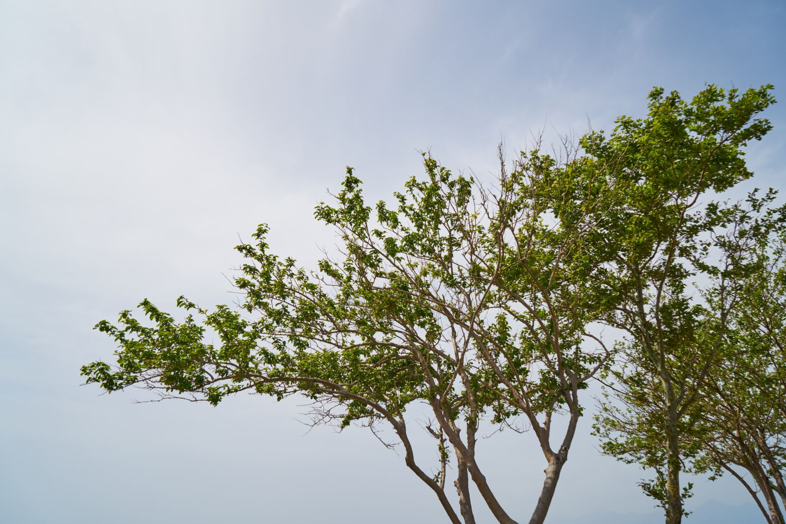 Sony a7R II sample photo. Tree, branch, the leaves photography