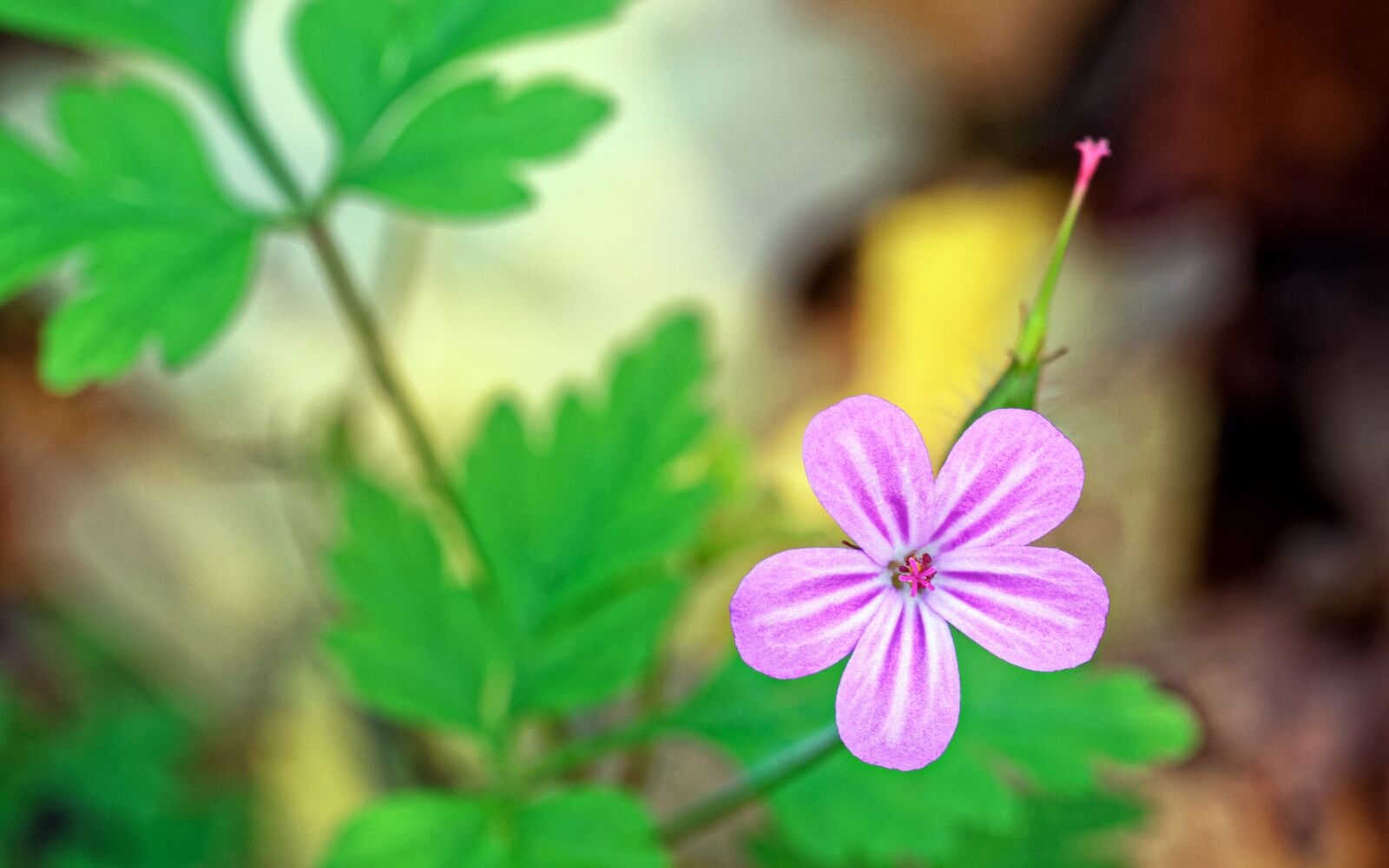 Nikon D5100 sample photo. Flower, small, violet photography