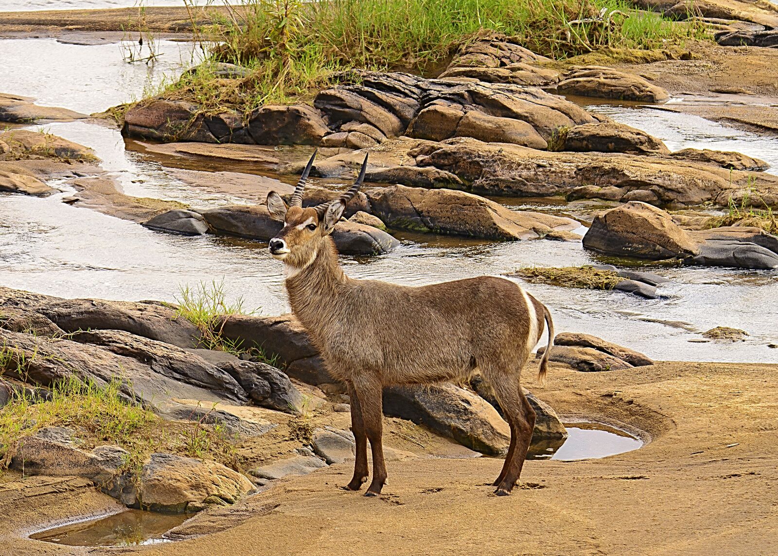 Nikon D7100 sample photo. Waterbuck, nature, wildlife photography