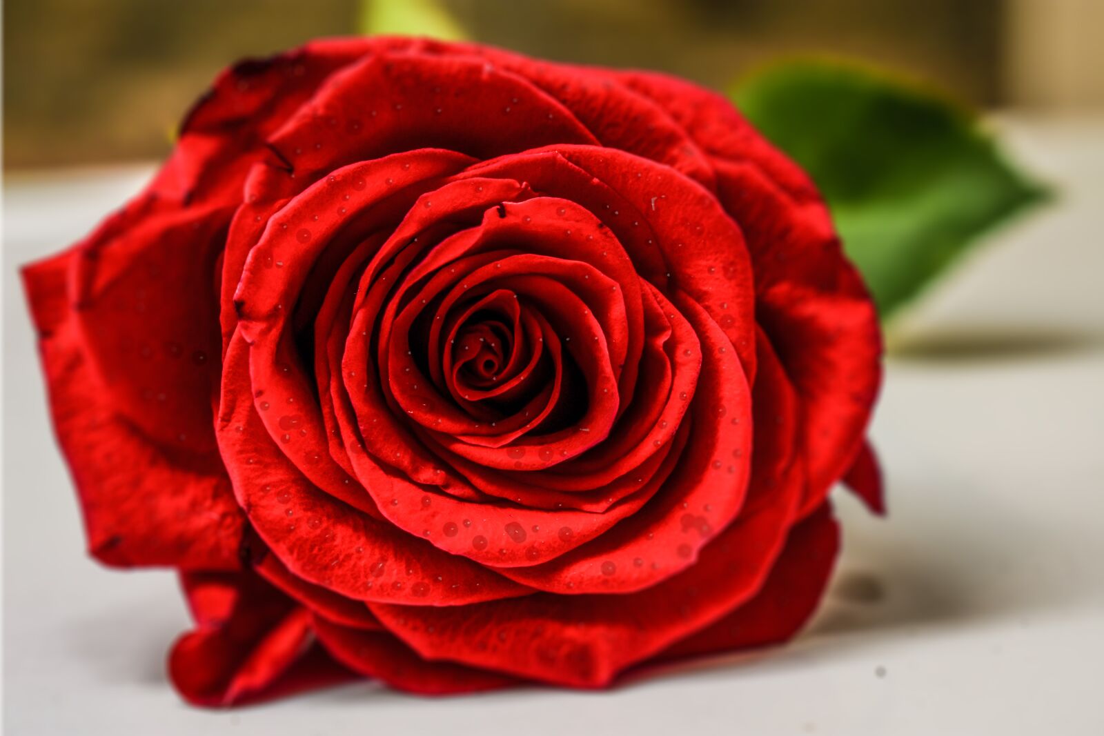 Nikon D3400 sample photo. Red rose, rose and photography