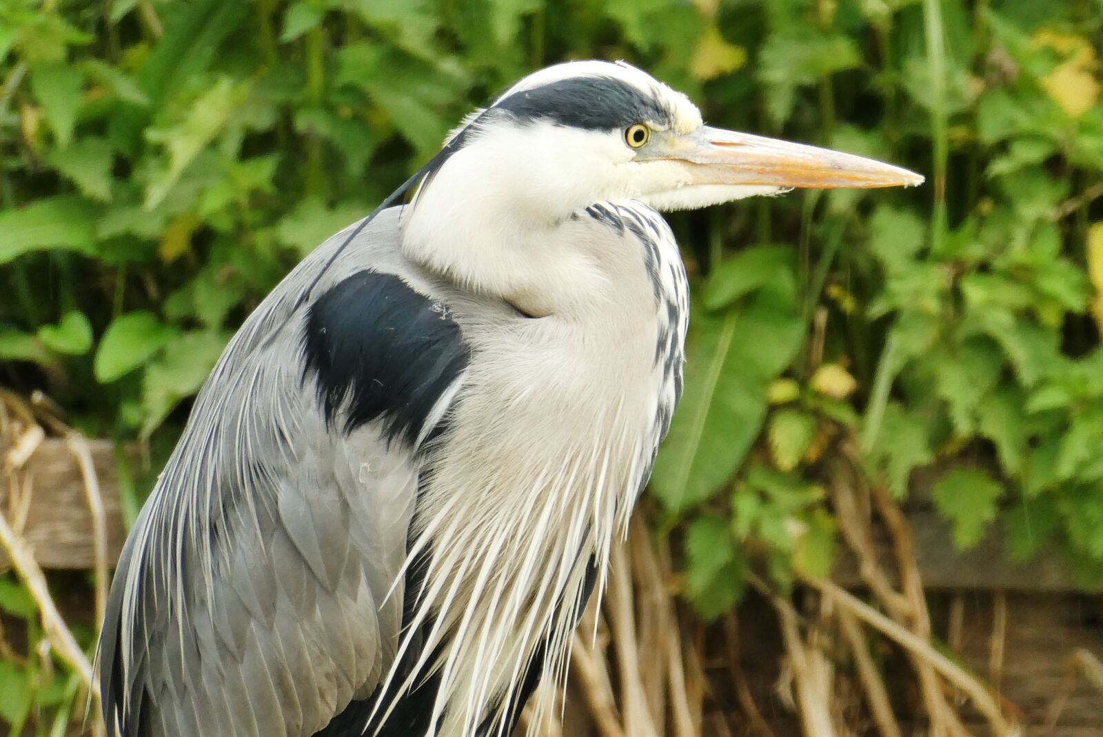 Panasonic Lumix DC-ZS70 (Lumix DC-TZ90) sample photo. Heron, bird, beak photography