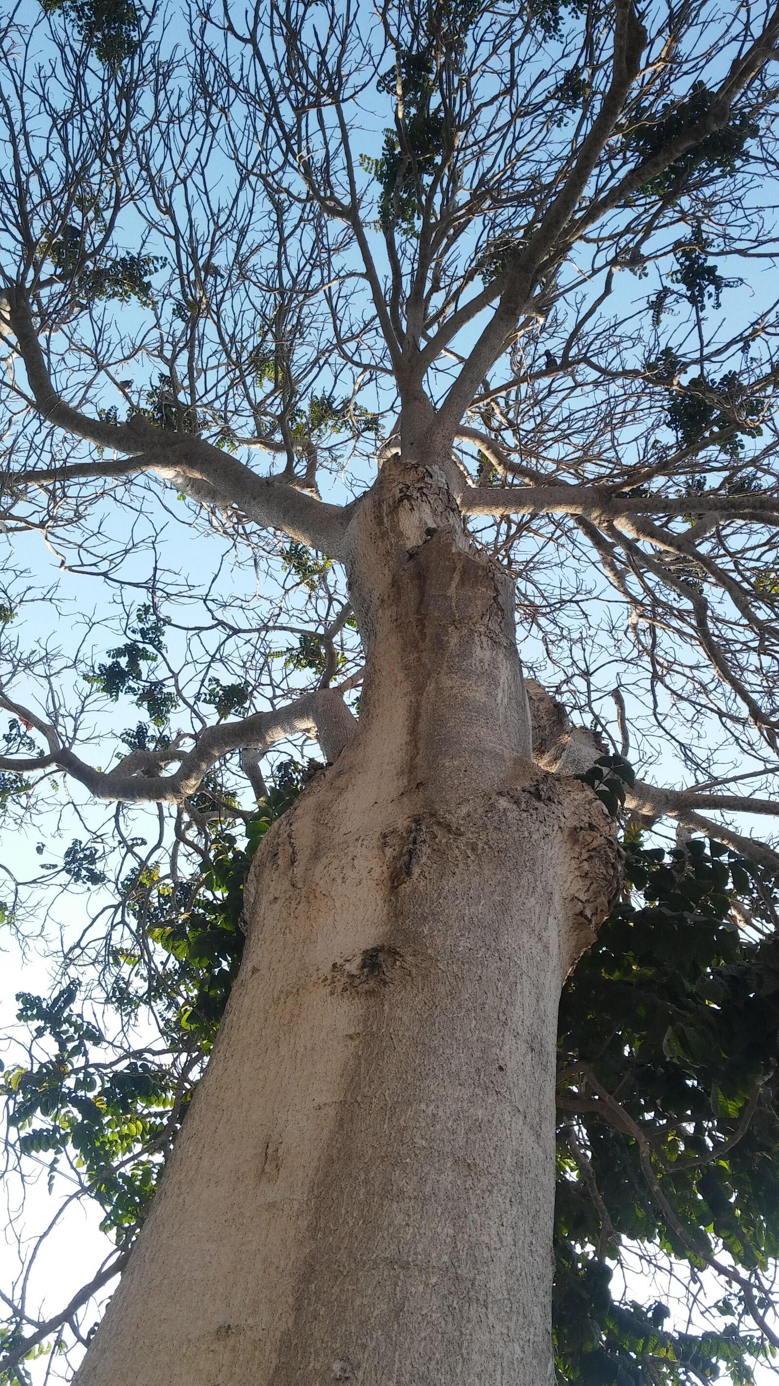 LG G STYLO sample photo. Tree, trunk, nature photography