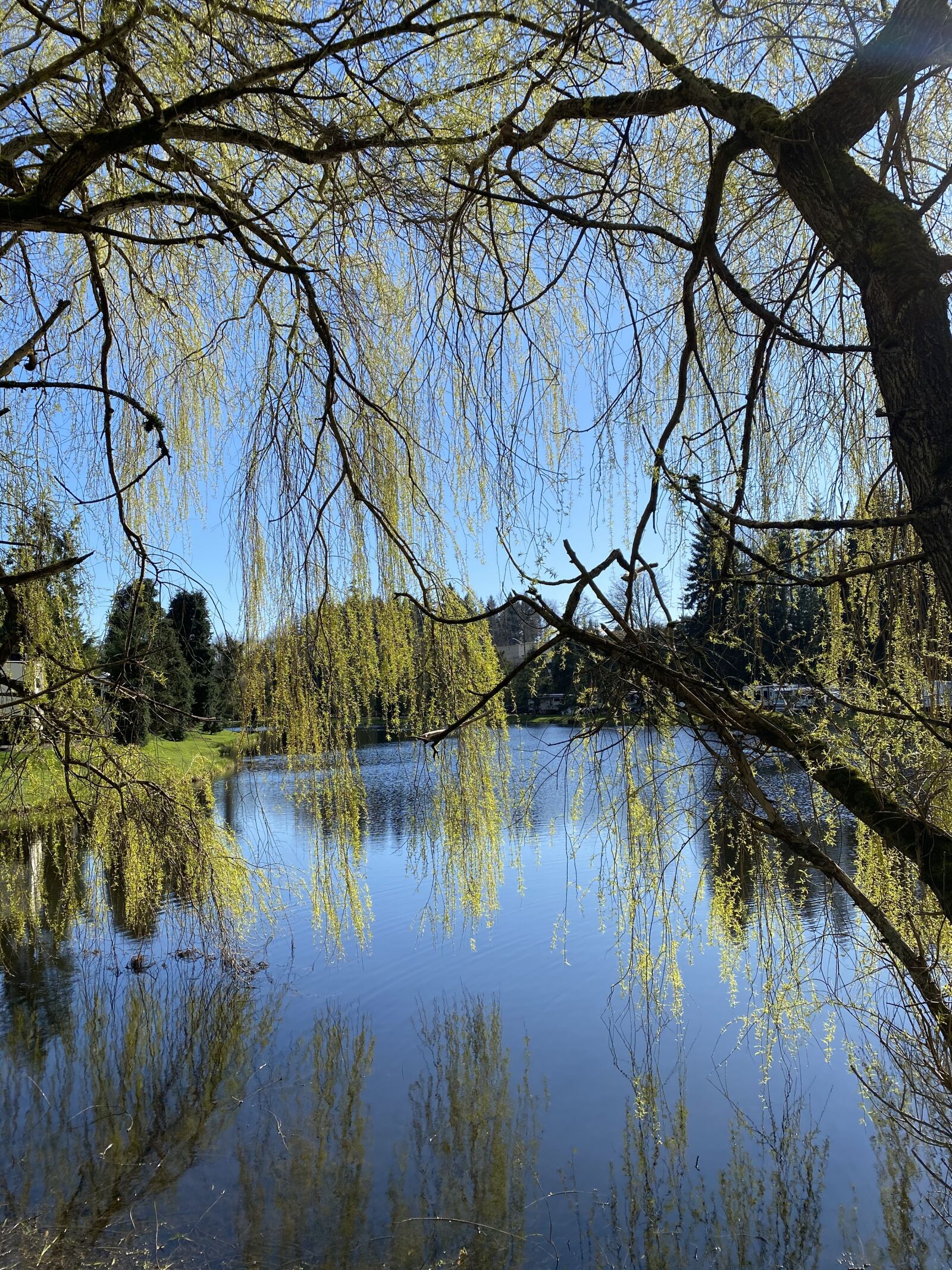 Apple iPhone 11 sample photo. Pond, lake, willow photography