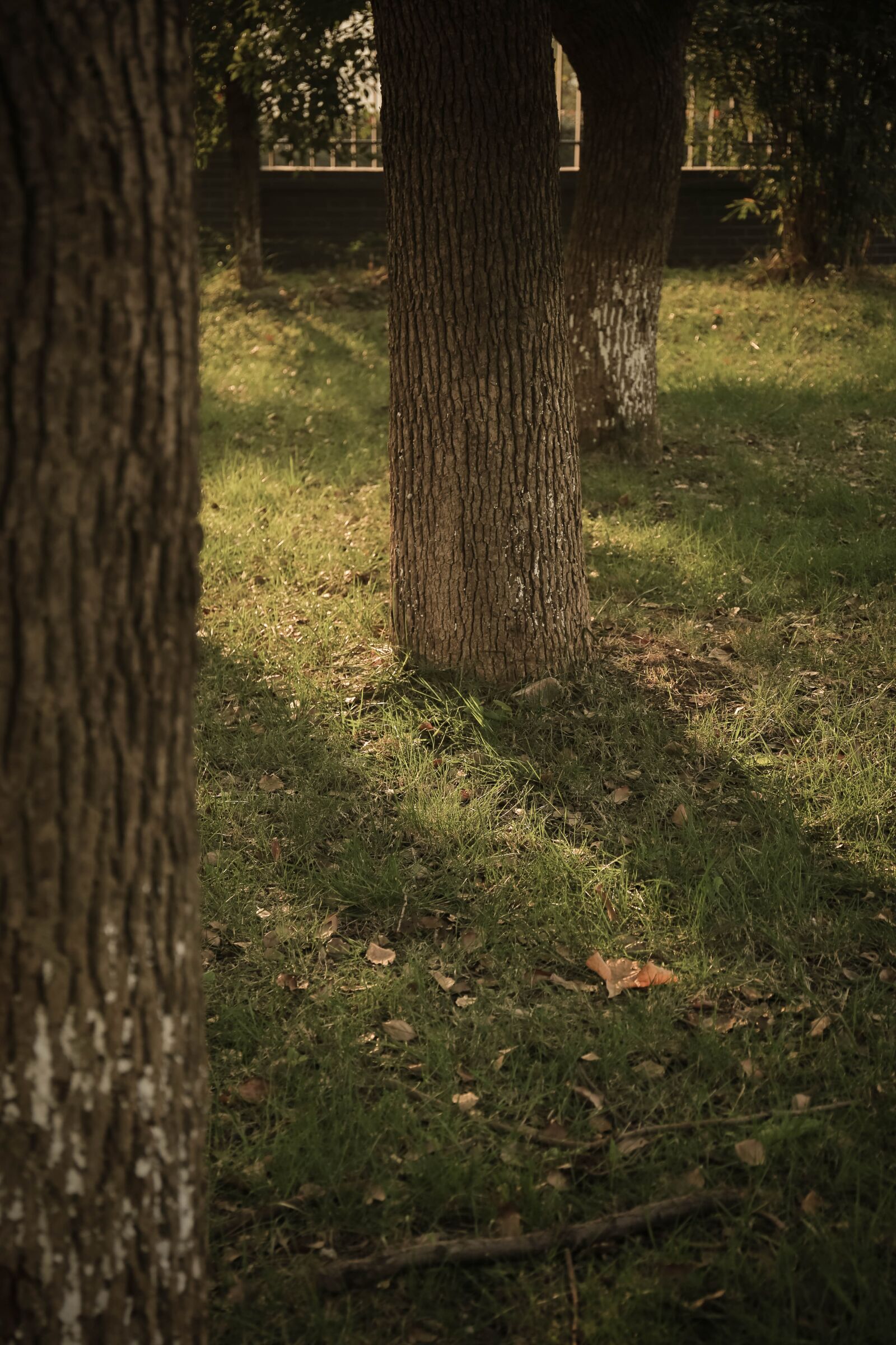 Canon EF 24-70mm F4L IS USM sample photo. Tree, light and shadow photography