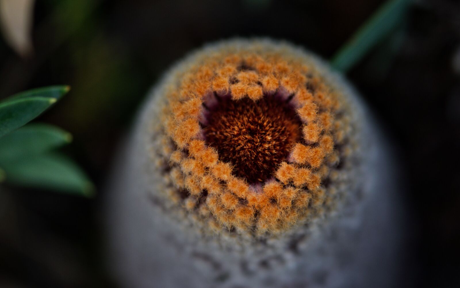 Nikon D3300 sample photo. Banksia, flower, bloom photography
