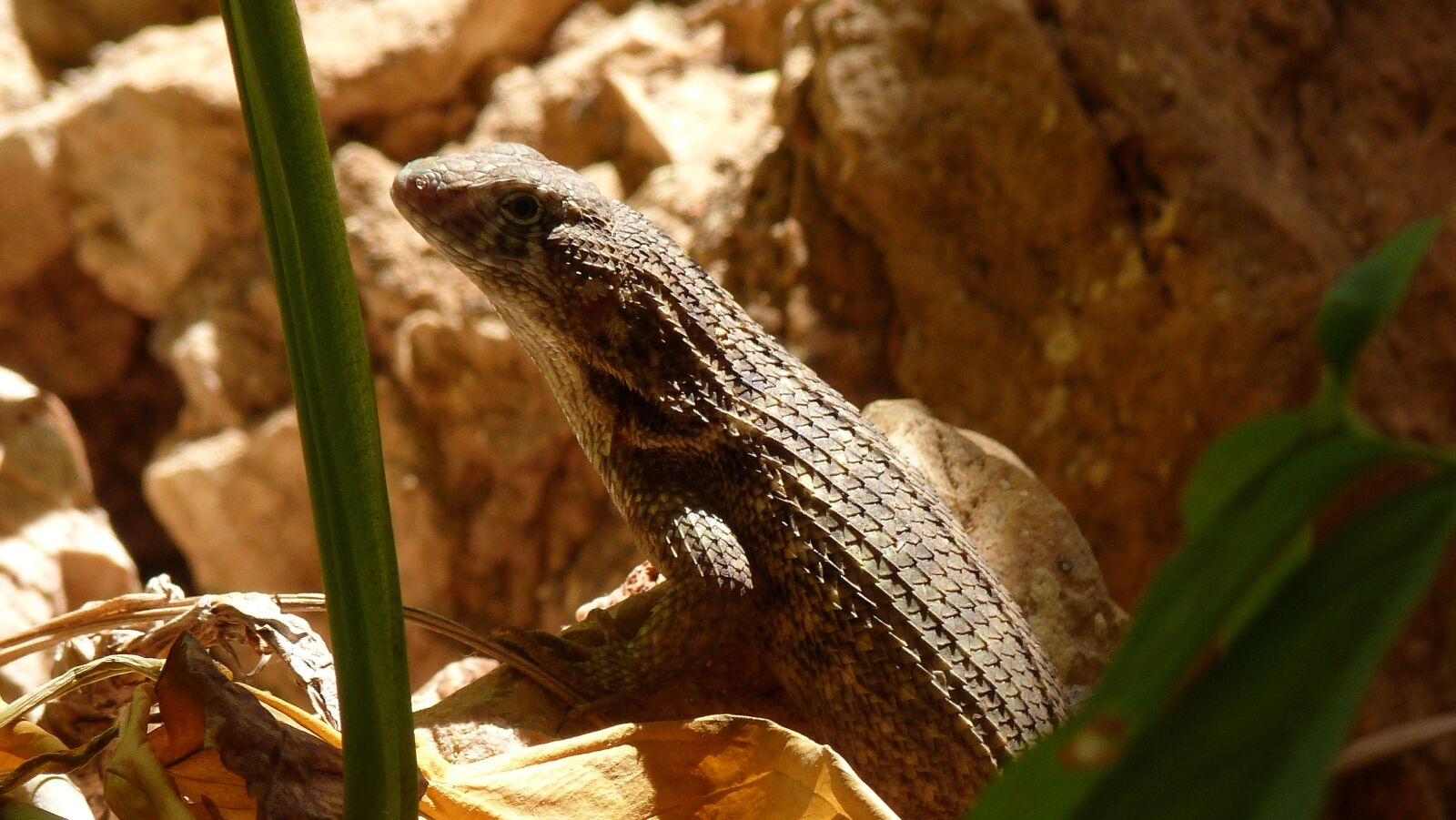 Panasonic Lumix DMC-FZ40 (Lumix DMC-FZ45) sample photo. Roll tail iguana, reptile photography