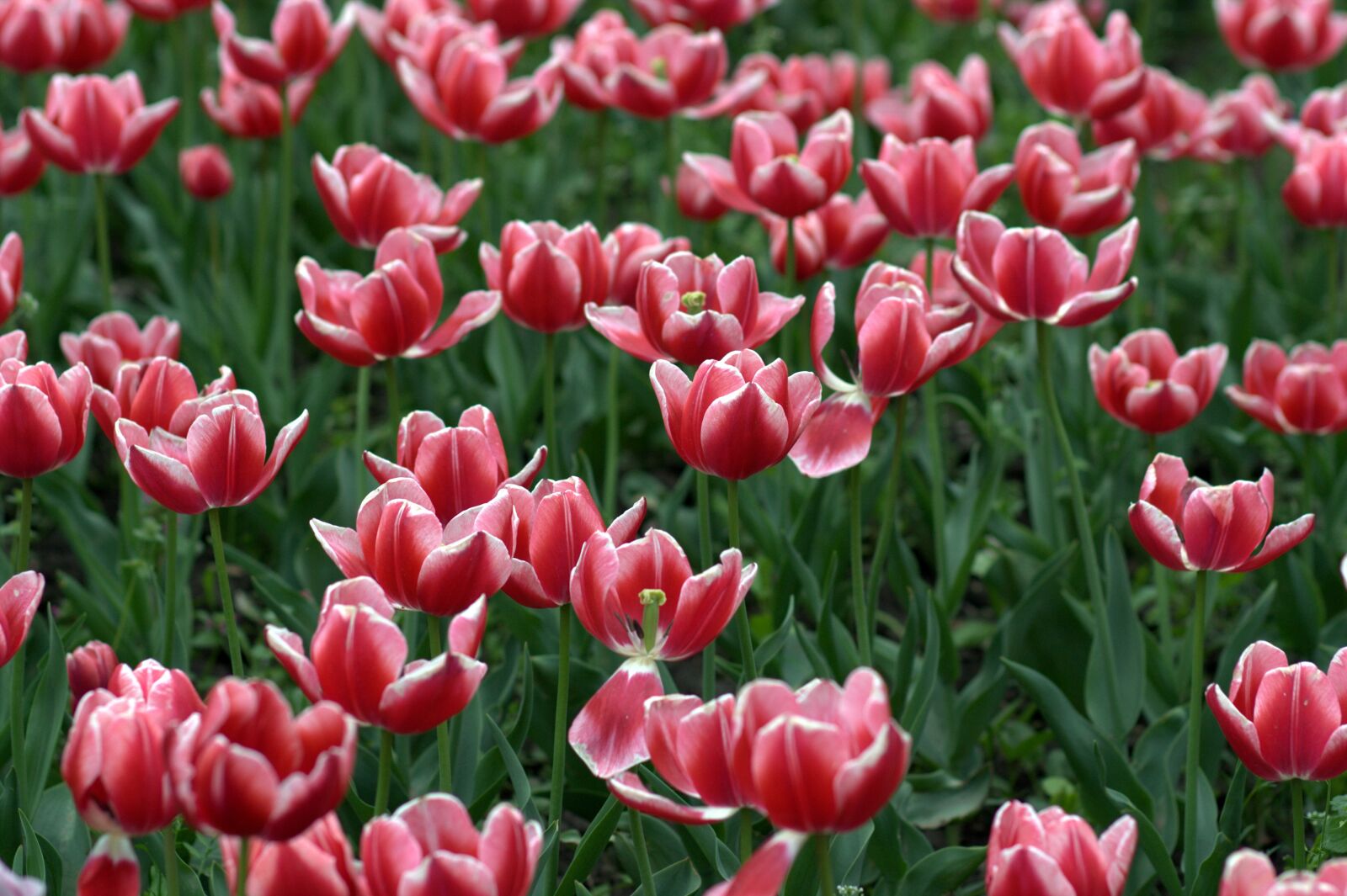 Canon EOS 450D (EOS Rebel XSi / EOS Kiss X2) sample photo. Tulips, red, camp photography