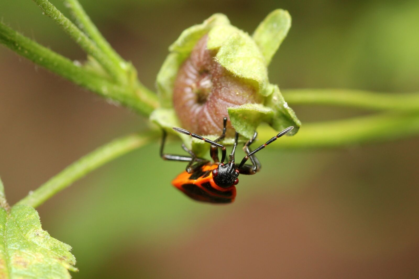 Canon EOS 60D sample photo. Beetle, red, black photography