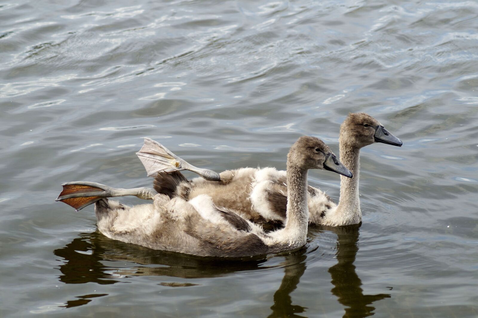 Sony SLT-A58 sample photo. Swans, bird, young photography