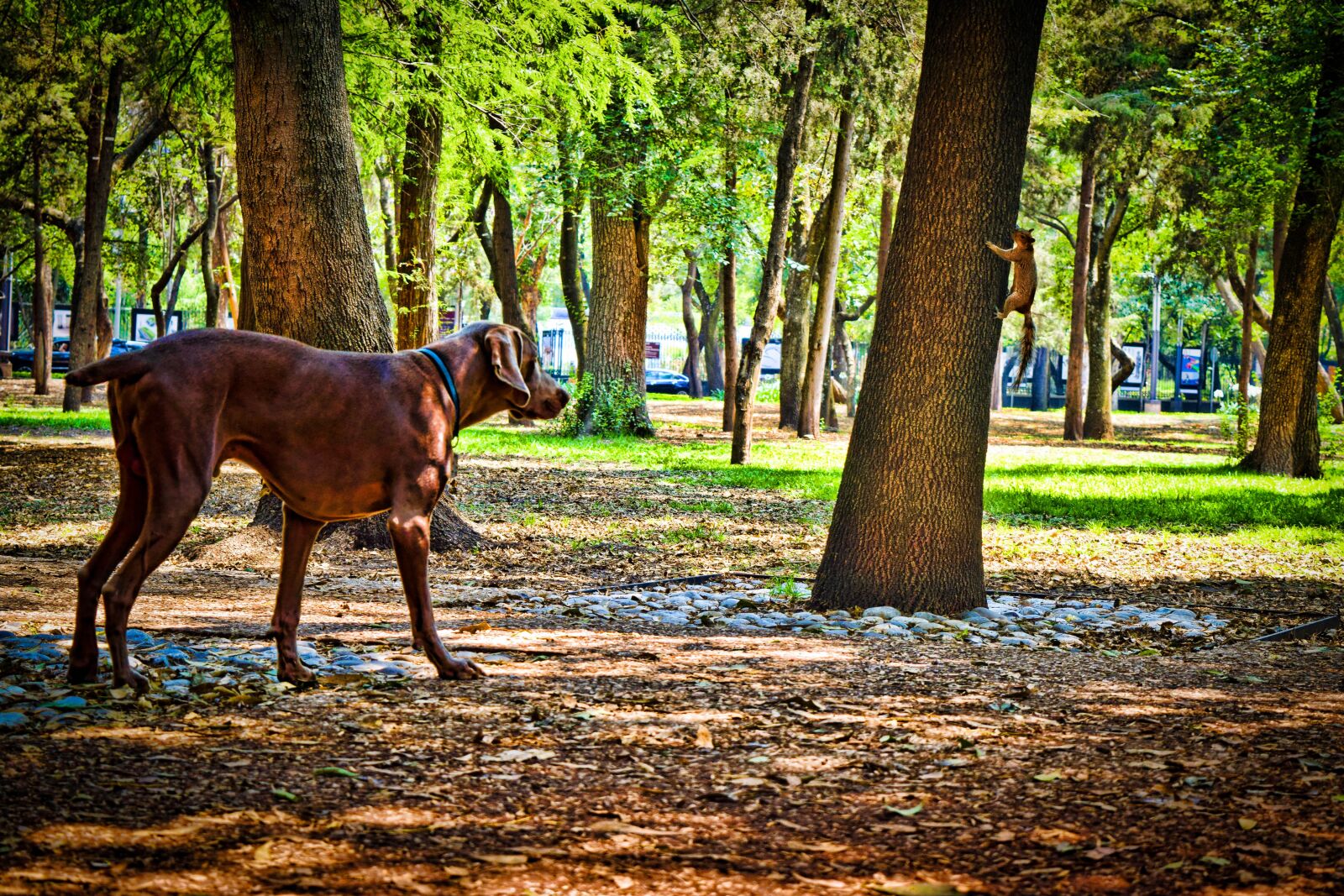 Nikon D5300 sample photo. Dog, squirrel, pet photography