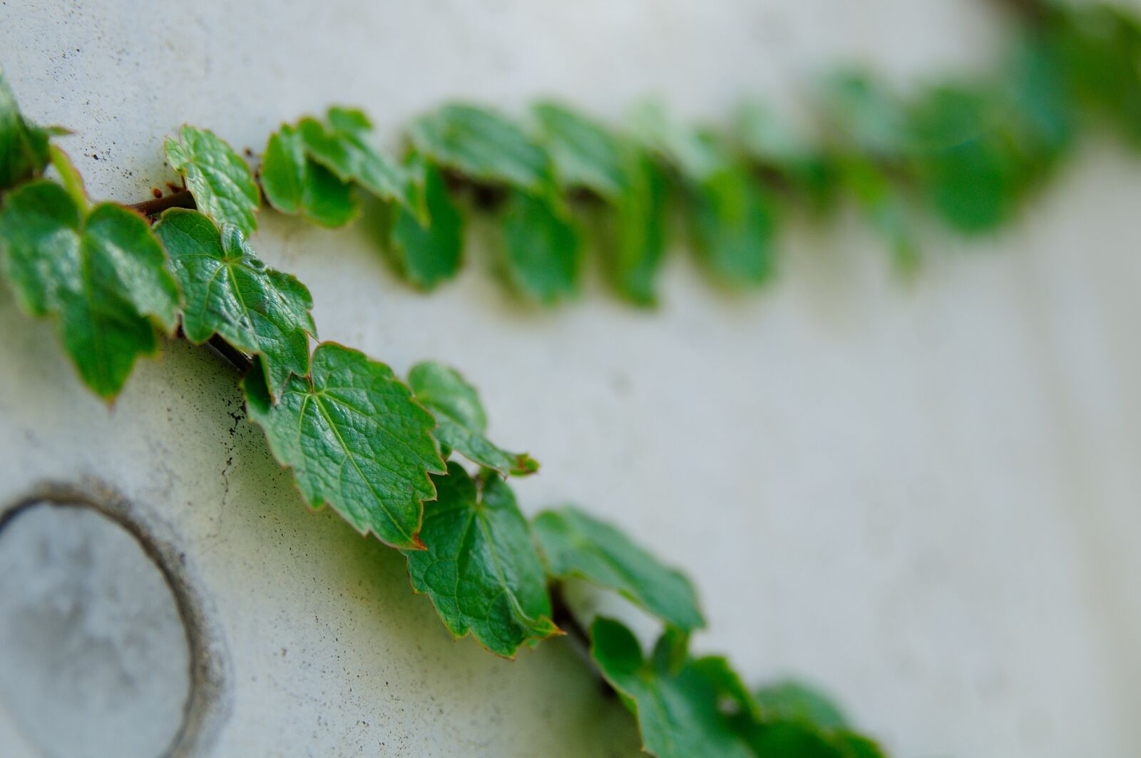 Nikon D300 sample photo. Plants, nature, wall photography