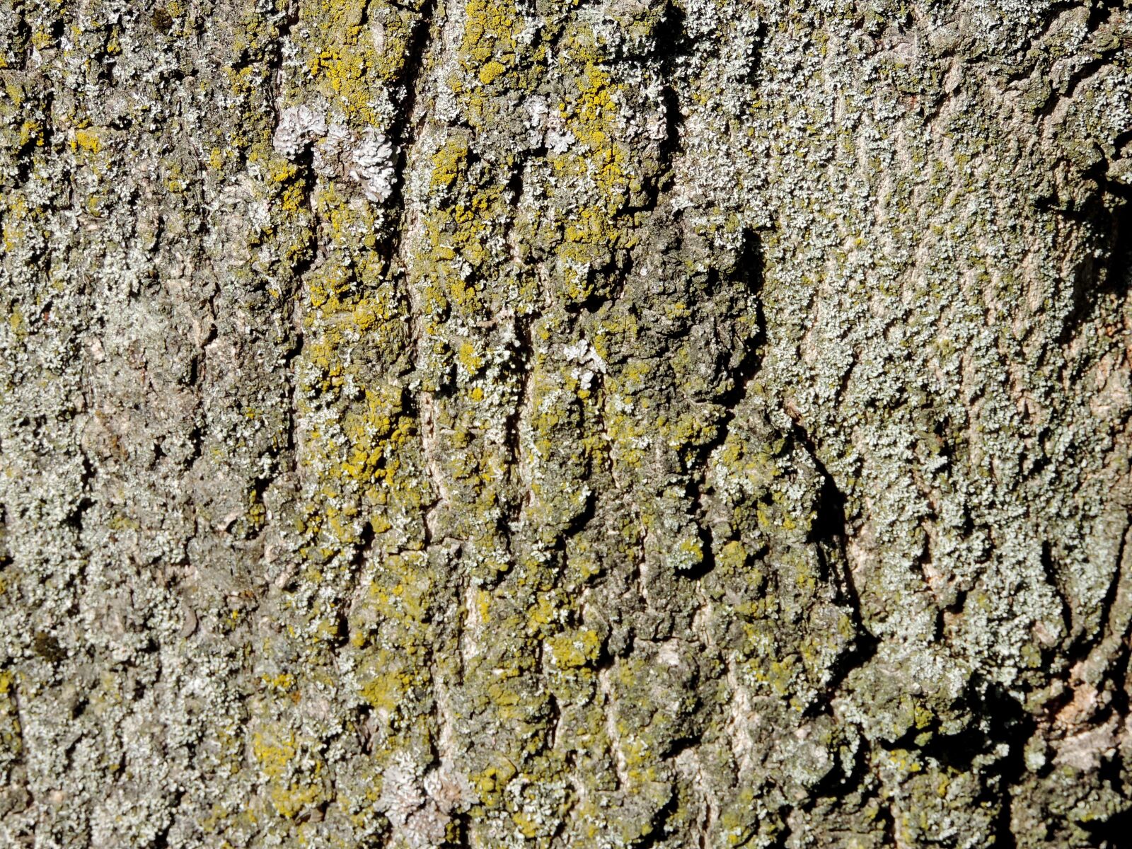 Nikon Coolpix P520 sample photo. Lichen, bark, rough, pattern photography