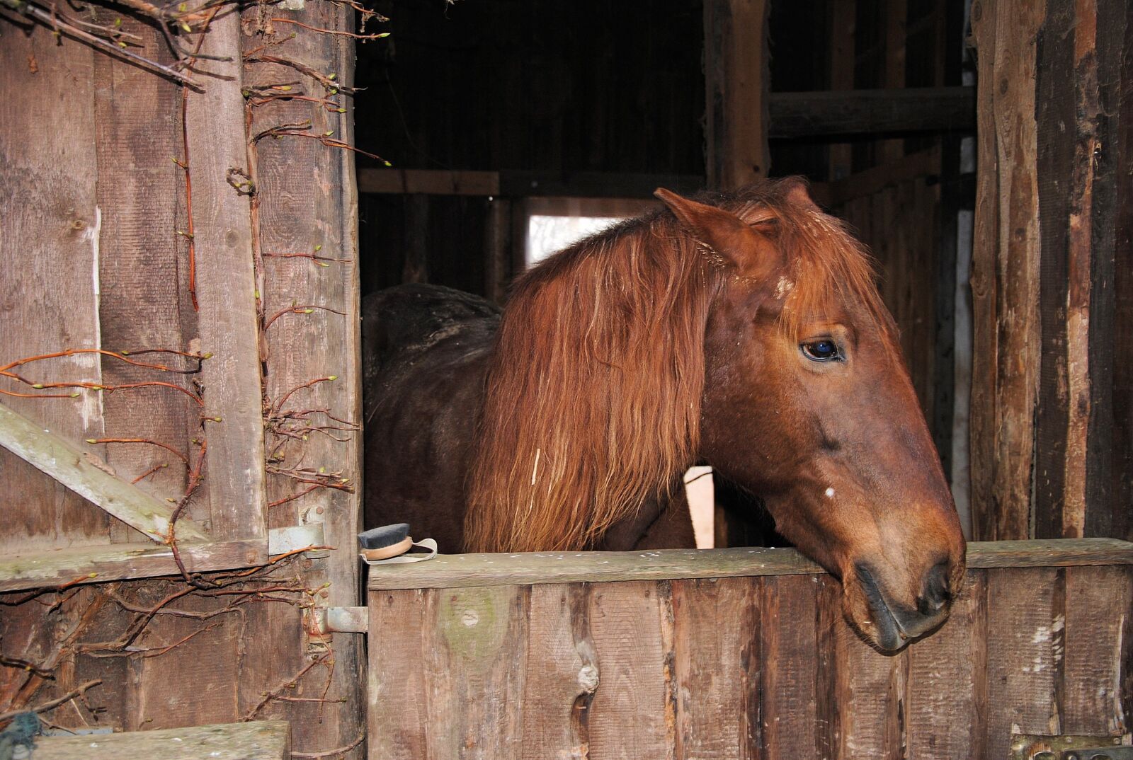 Nikon D3000 sample photo. Horse, stall, animal photography