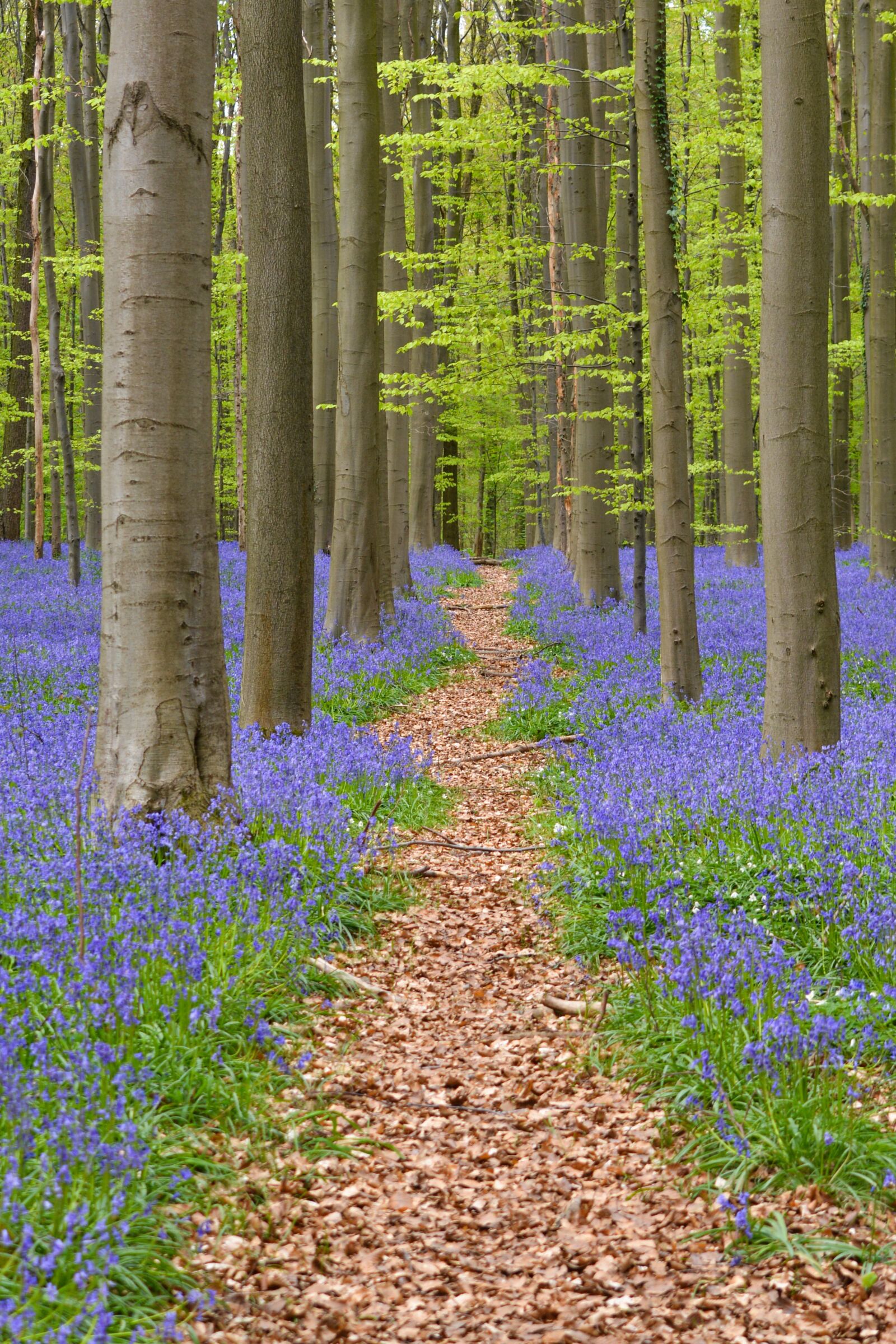 Nikon D5200 sample photo. Nature, forest, hallerbos photography