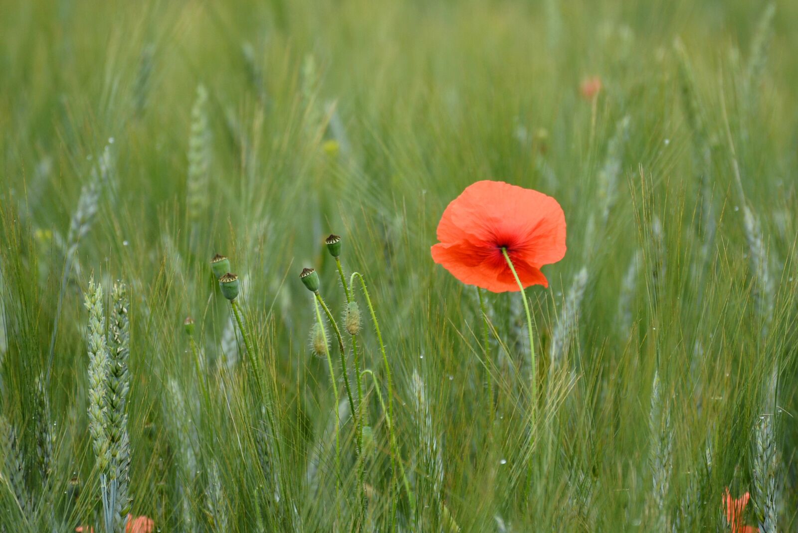 Nikon D7100 sample photo. Summer, field, agriculture photography